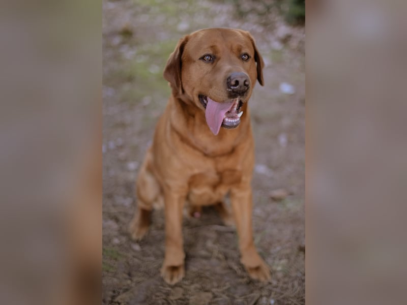 Labrador Foxred Deckrüde