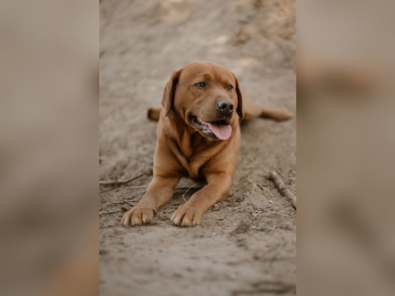Labrador Foxred Deckrüde