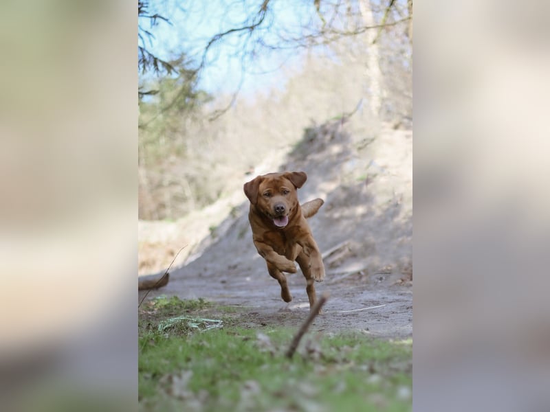 Labrador Foxred Deckrüde