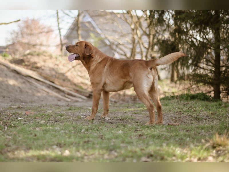 Labrador Foxred Deckrüde