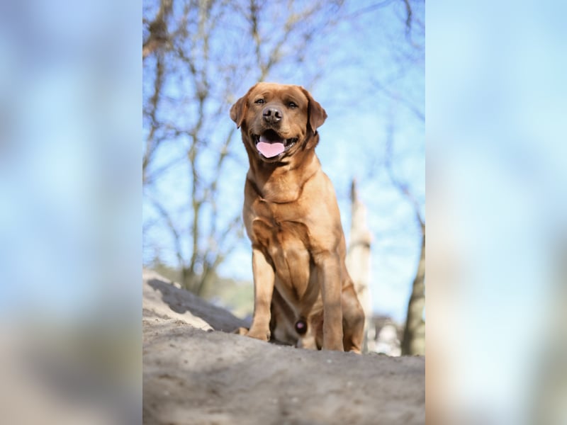 Labrador Foxred Deckrüde