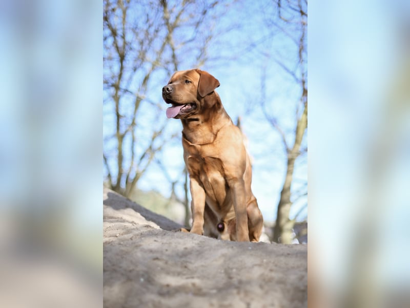 Labrador Foxred Deckrüde