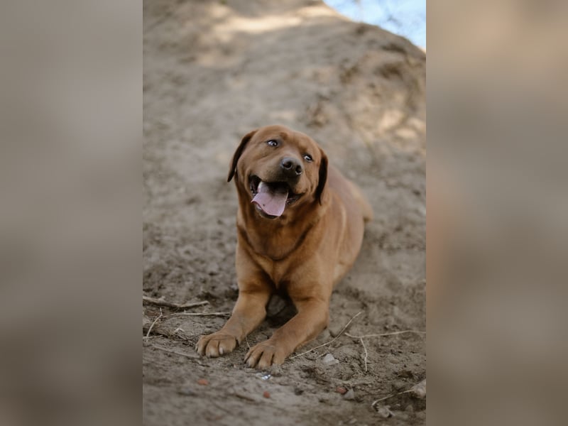 Labrador Foxred Deckrüde