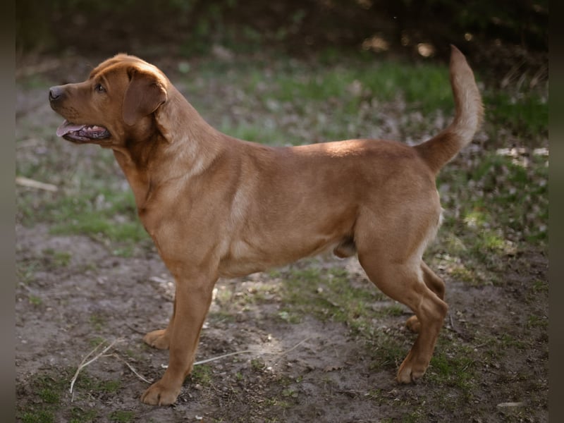 Labrador Foxred Deckrüde