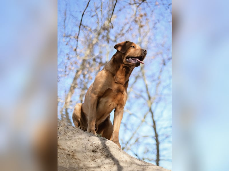 Labrador Foxred Deckrüde