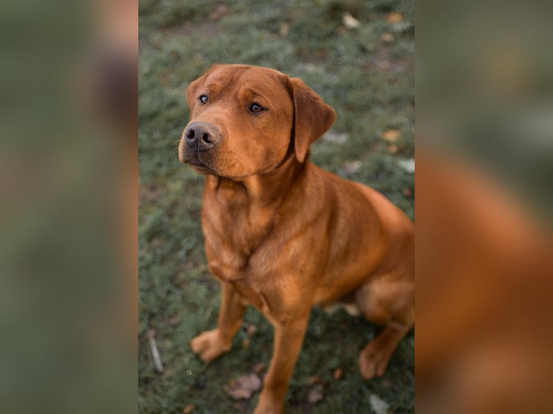 Labrador Foxred Deckrüde