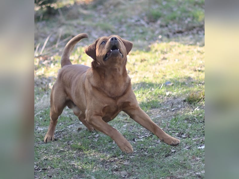 Labrador Foxred Deckrüde