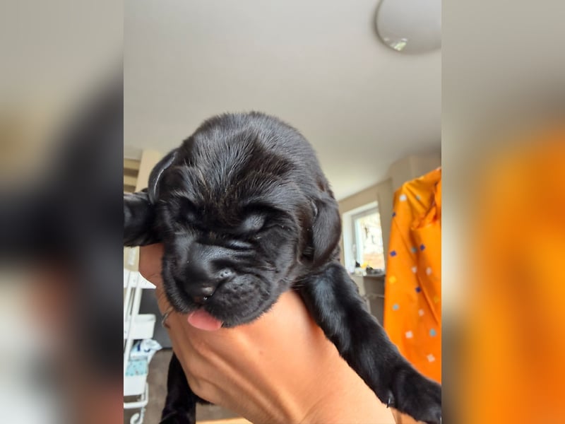 Labrador Retriever Welpen aus VDH/LCD-Zucht (FCI)