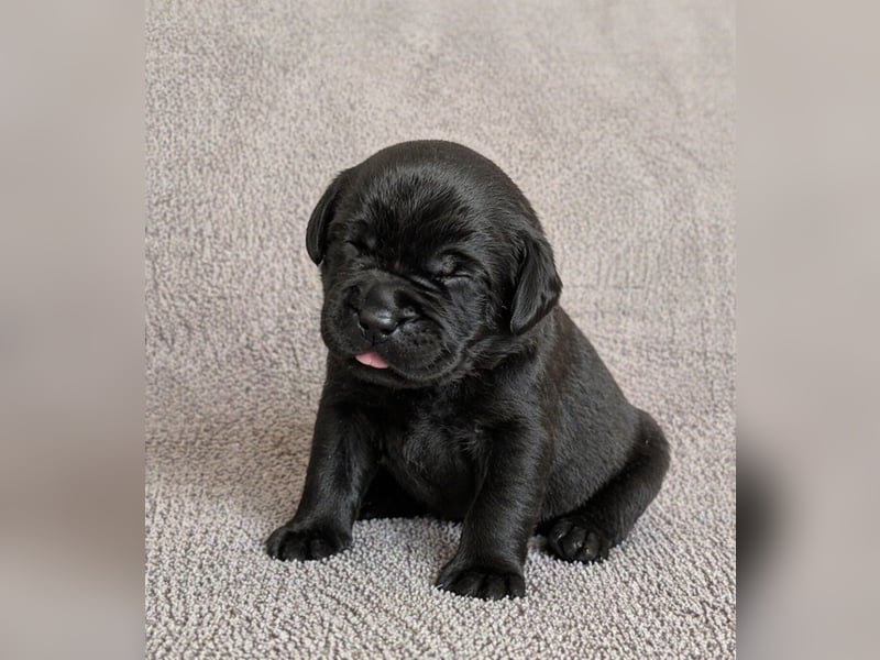 Labrador Retriever Welpen aus VDH/LCD-Zucht (FCI)