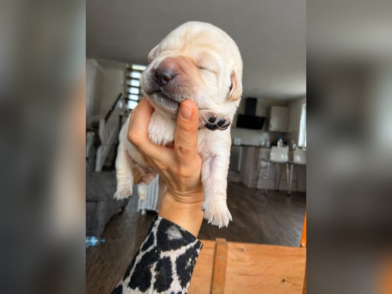 Labrador Retriever Welpen aus VDH/LCD-Zucht (FCI)