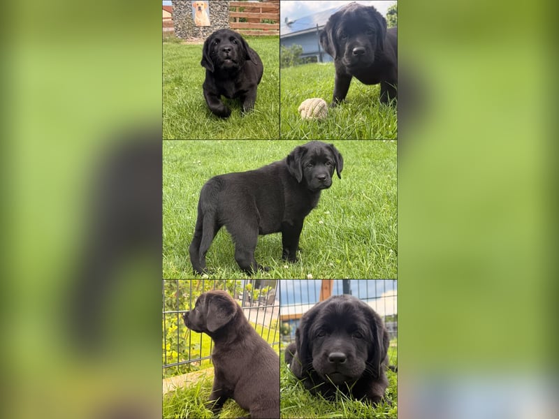 **ABGABEBEREIT**  Labrador-Welpen aus VDH/LCD/FCI-Zucht
