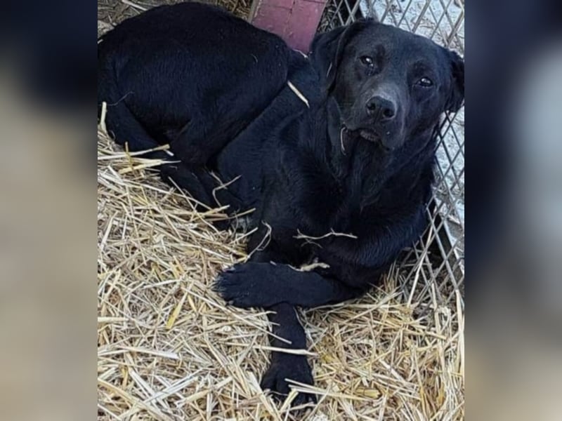 Bebo, ein Traum von einem Labrador.