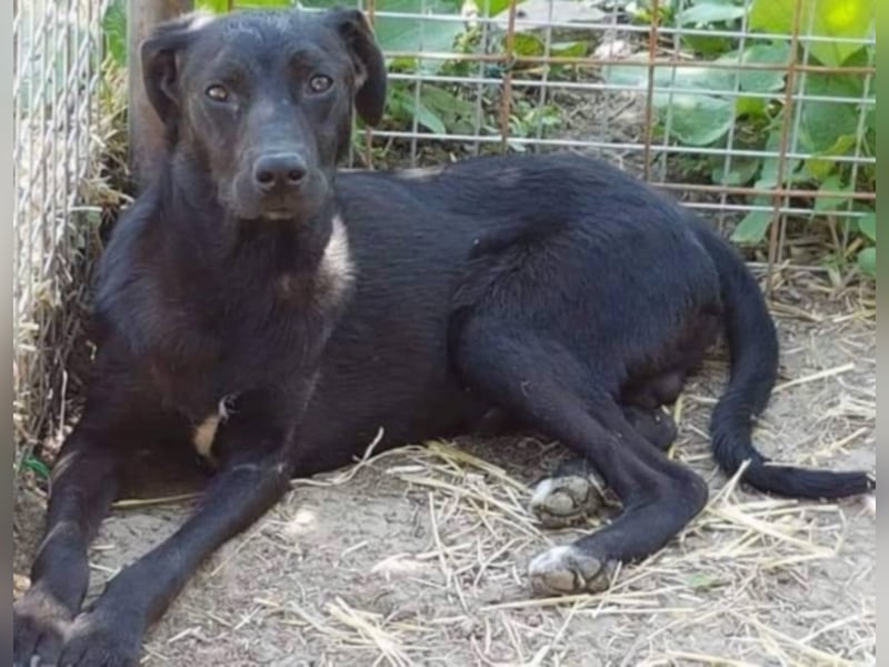 Bebo, ein Traum von einem Labrador.