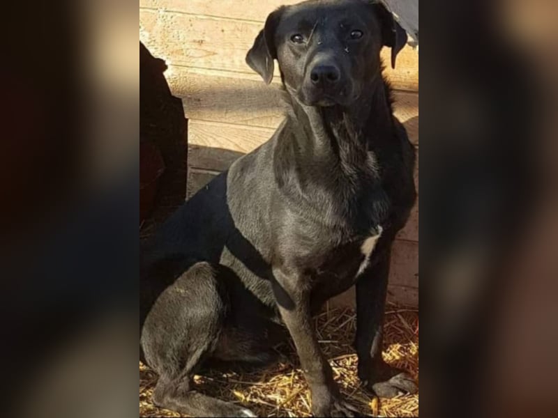 Bebo, ein Traum von einem Labrador.