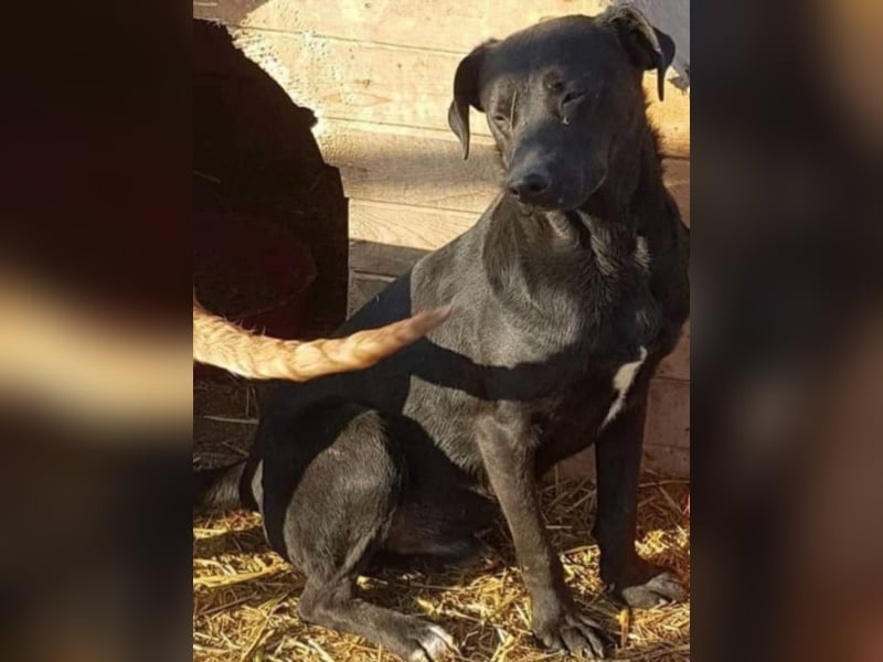 Bebo, ein Traum von einem Labrador.