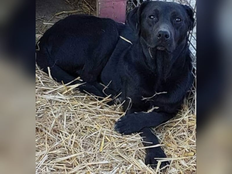 Bebo, ein Traum von einem Labrador.