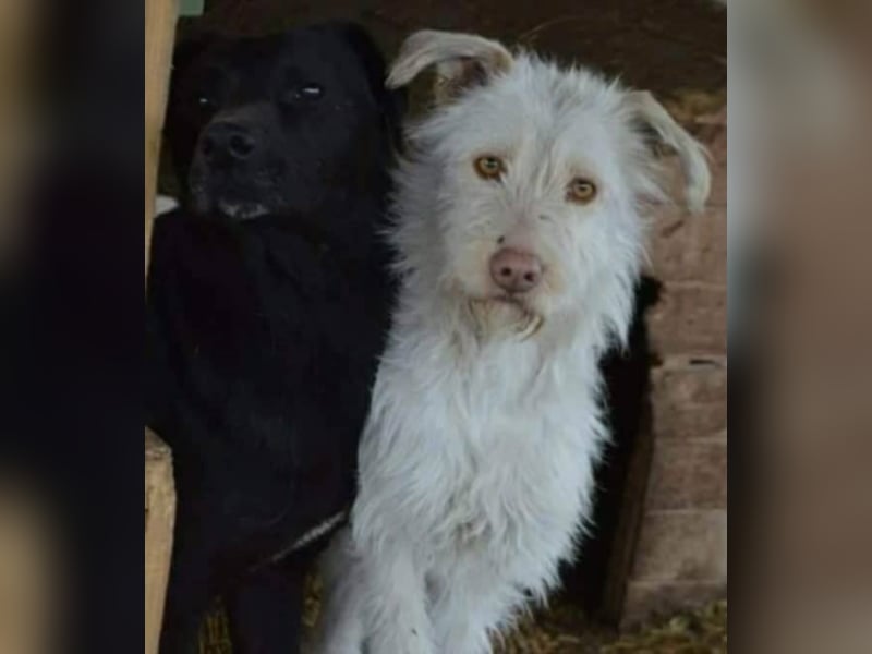 Bebo, ein Traum von einem Labrador.