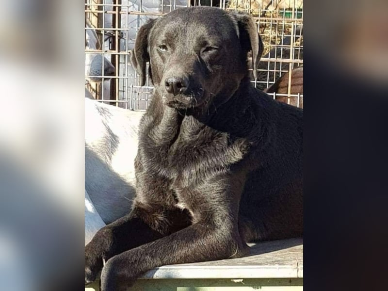 Bebo, ein Traum von einem Labrador.