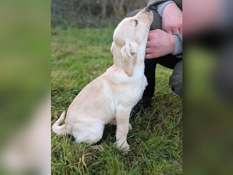 Liebevolle Labrador-Welpen suchen ein Zuhause