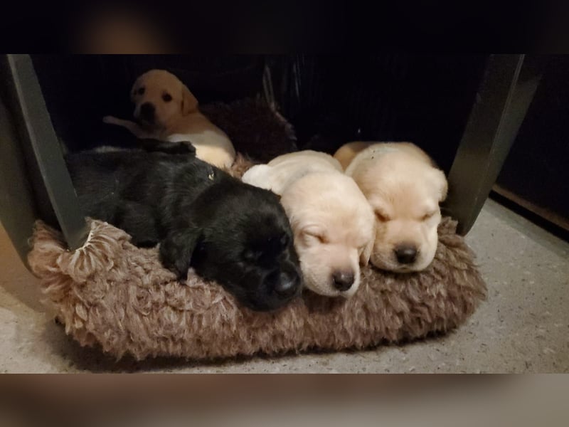 Liebevolle Labrador-Welpen suchen ein Zuhause