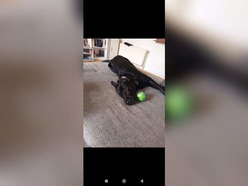 Liebevollen Labrador Retriever in gute Hände abzugeben