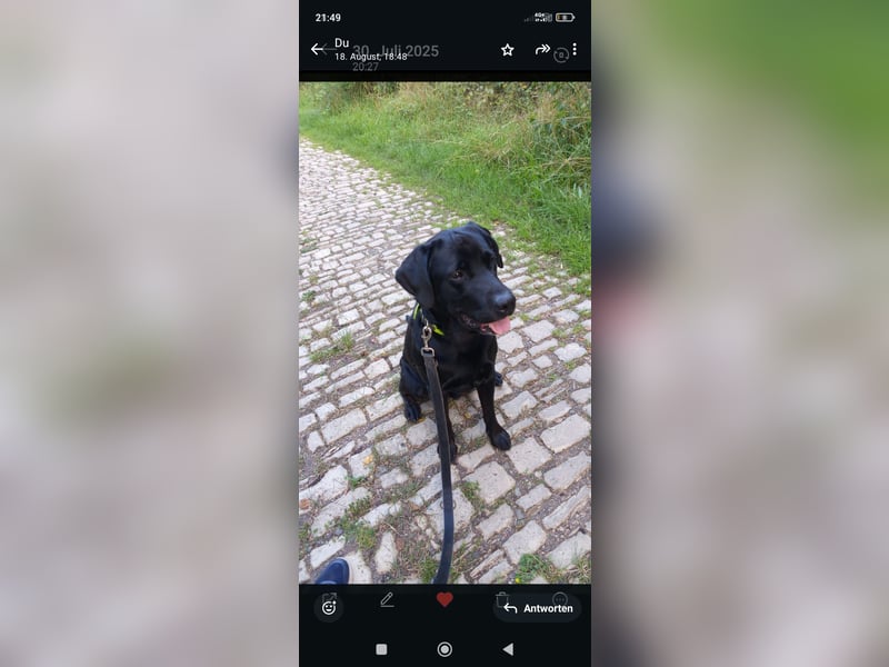 Liebevollen Labrador Retriever in gute Hände abzugeben