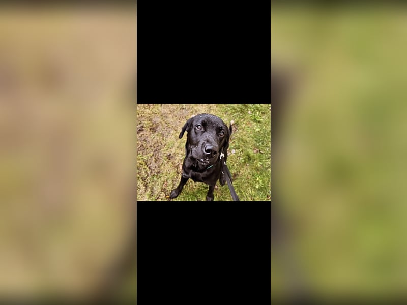 Liebevollen Labrador Retriever in gute Hände abzugeben