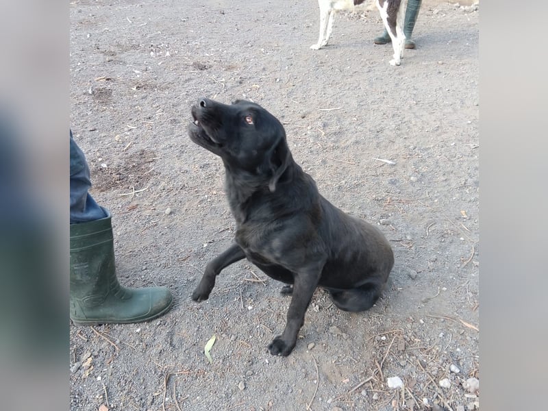 PUPA – liebevolle Labradorhündin sucht ihr Happy End - demnächst auf Pflegestelle in Hamburg