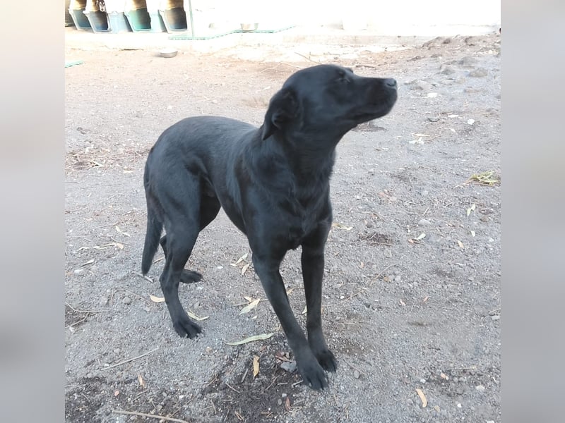 PUPA – liebevolle Labradorhündin sucht ihr Happy End - demnächst auf Pflegestelle in Hamburg