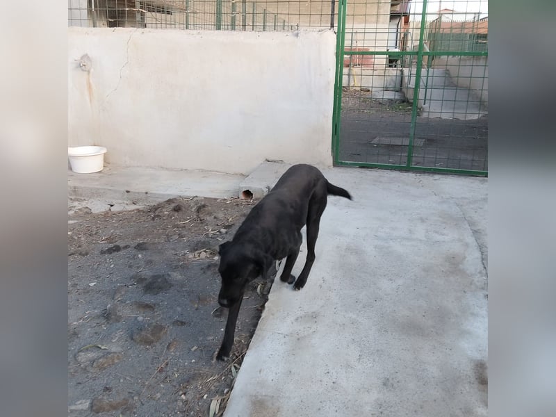 PUPA – liebevolle Labradorhündin sucht ihr Happy End - demnächst auf Pflegestelle in Hamburg