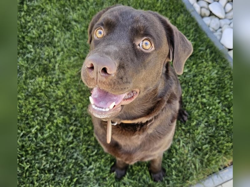 Labradormädchen Bella - kinderlieb, stubenrein, freundlich, verspielt