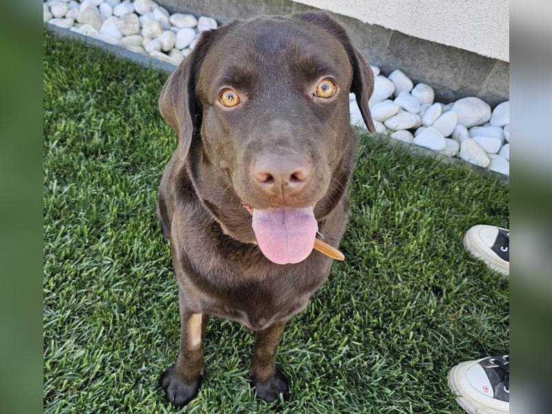 Labradormädchen Bella - kinderlieb, stubenrein, freundlich, verspielt