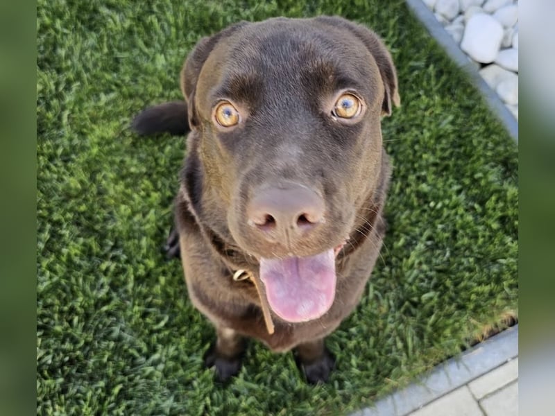 Labradormädchen Bella - kinderlieb, stubenrein, freundlich, verspielt