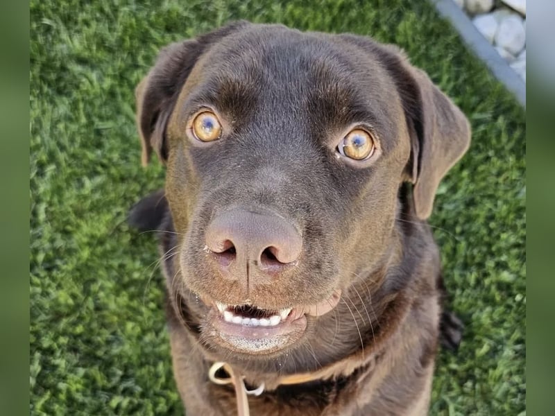 Labradormädchen Bella - kinderlieb, stubenrein, freundlich, verspielt