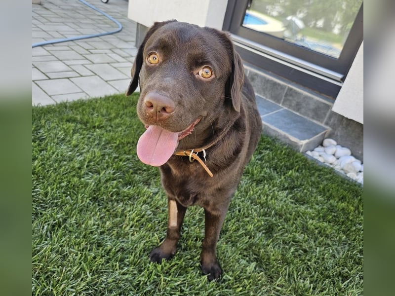 Labradormädchen Bella - kinderlieb, stubenrein, freundlich, verspielt