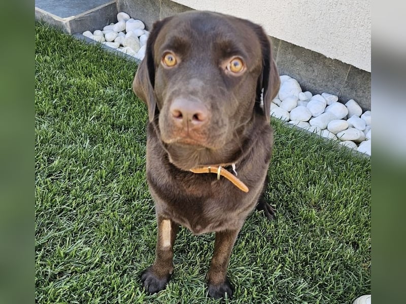 Labradormädchen Bella - kinderlieb, stubenrein, freundlich, verspielt