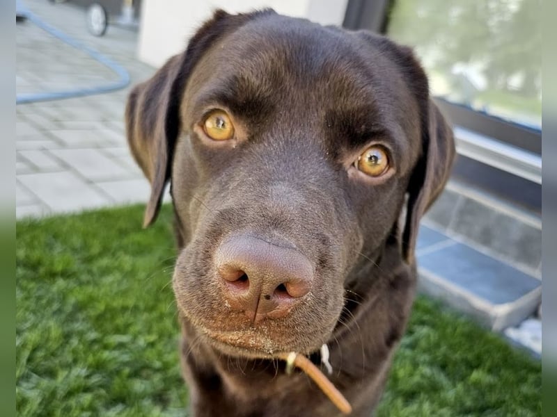 Labradormädchen Bella - kinderlieb, stubenrein, freundlich, verspielt