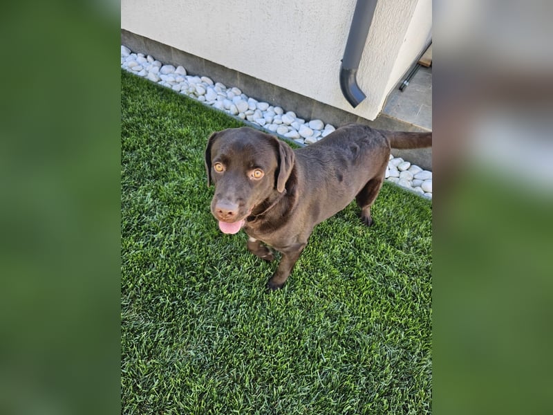 Labradormädchen Bella - kinderlieb, stubenrein, freundlich, verspielt