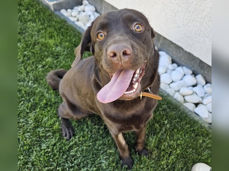 Labradormädchen Bella - kinderlieb, stubenrein, freundlich, verspielt