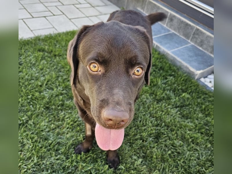 Labradormädchen Bella - kinderlieb, stubenrein, freundlich, verspielt