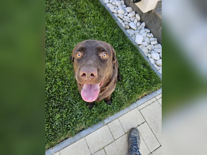 Labradormädchen Bella - kinderlieb, stubenrein, freundlich, verspielt