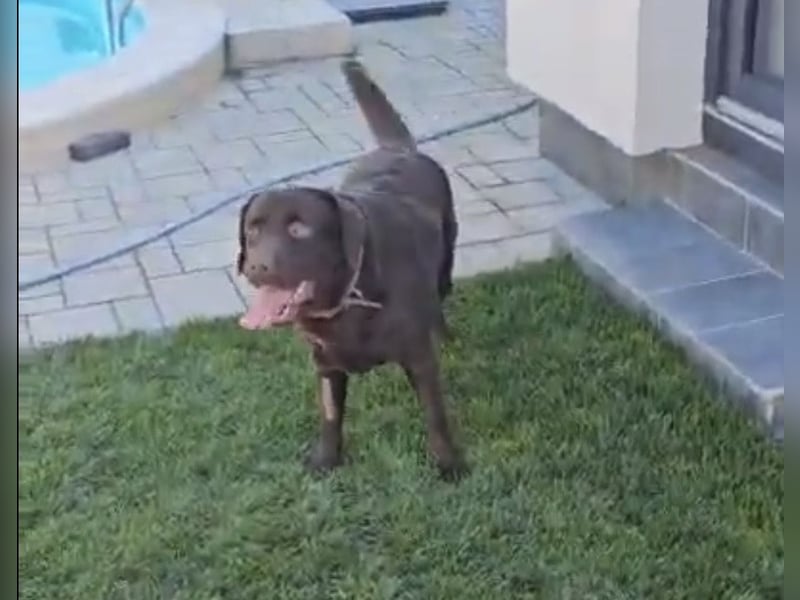 Labradormädchen Bella - kinderlieb, stubenrein, freundlich, verspielt