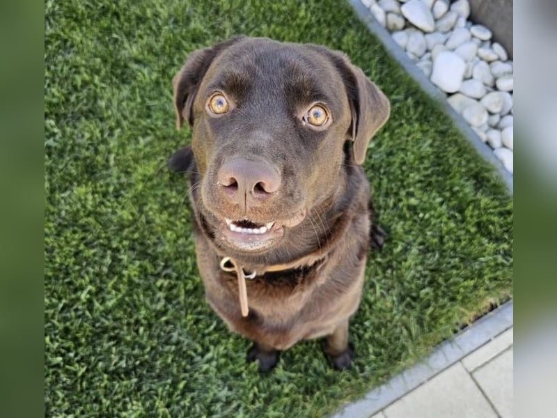 Labradormädchen Bella - kinderlieb, stubenrein, freundlich, verspielt