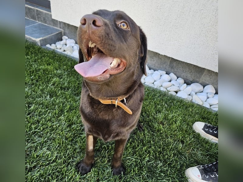 Labradormädchen Bella - kinderlieb, stubenrein, freundlich, verspielt