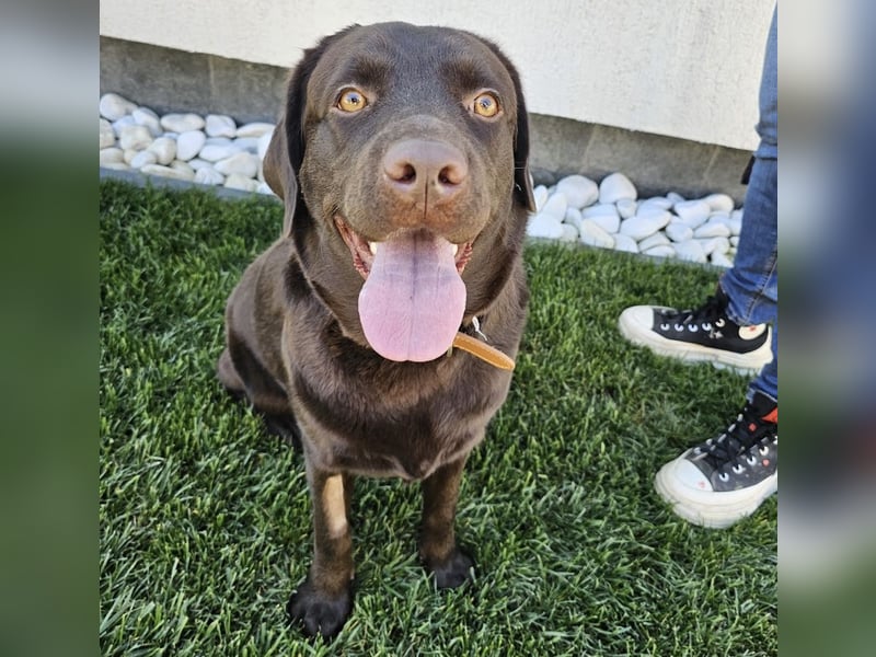 Labradormädchen Bella - kinderlieb, stubenrein, freundlich, verspielt