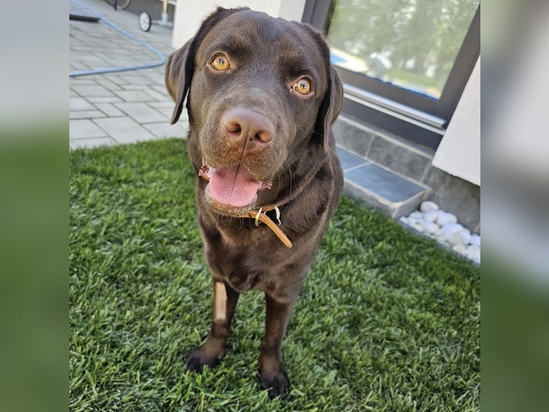 Labradormädchen Bella - kinderlieb, stubenrein, freundlich, verspielt