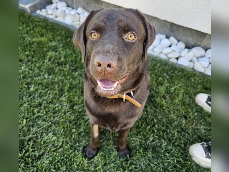 Labradormädchen Bella - kinderlieb, stubenrein, freundlich, verspielt