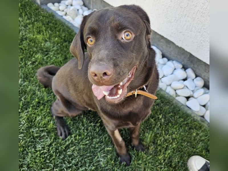 Labradormädchen Bella - kinderlieb, stubenrein, freundlich, verspielt