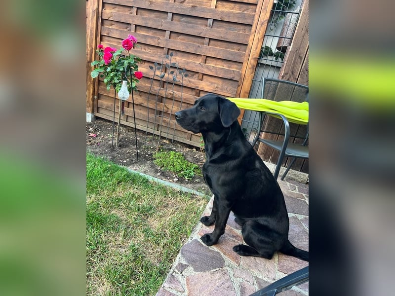 Labrador-Retriever-Hündin Fine sucht liebevolles Zuhause
