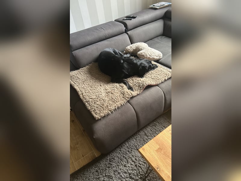 Labrador-Retriever-Hündin Fine sucht liebevolles Zuhause
